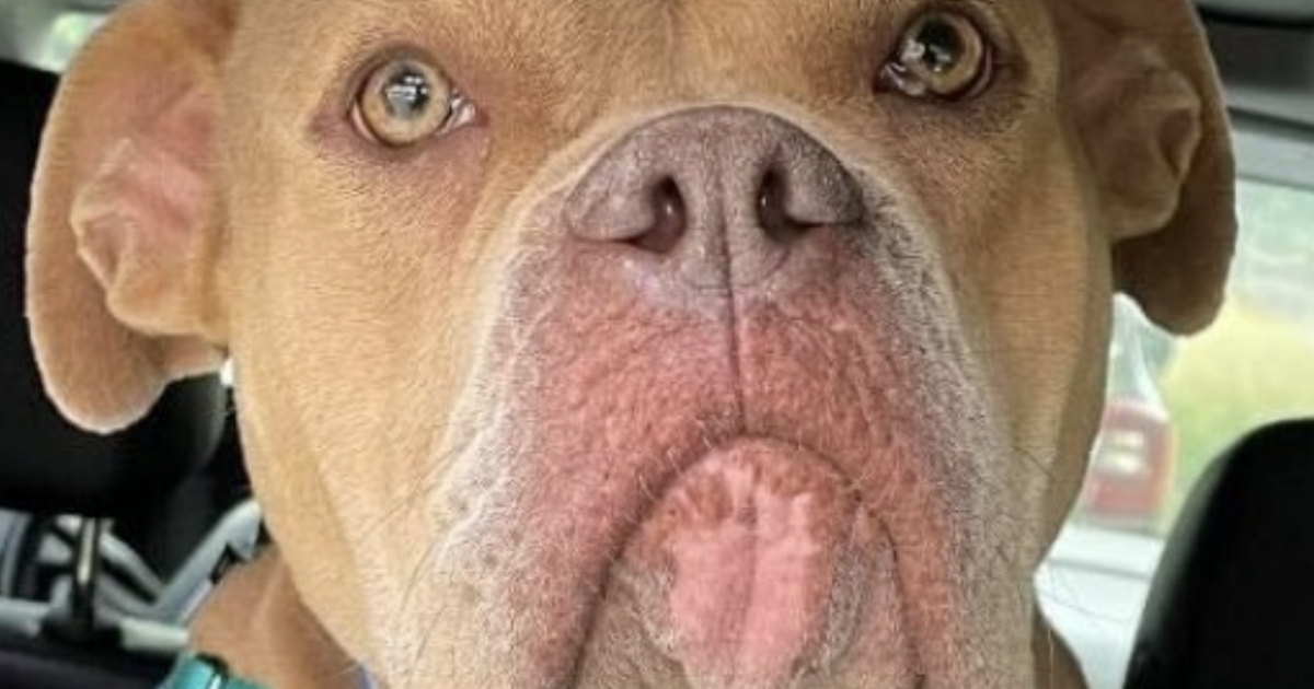 Wenatchee’s PetHub Launches Nationwide Post-Adoption Support | Columbia Basin Wenatchee’s PetHub Launches Nationwide Post-Adoption Support | Columbia Basin