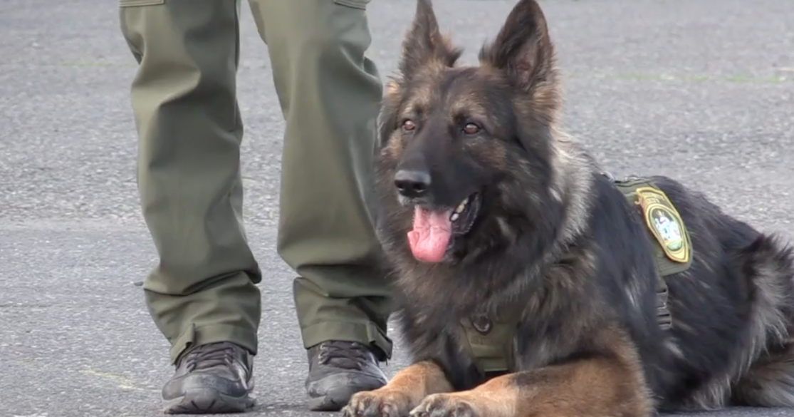 K9 Chewy helps capture two Moses Lake area burglary suspects who fled ...