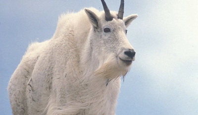 112 mountain goats die post-relocation to North Central WA | Columbia ...