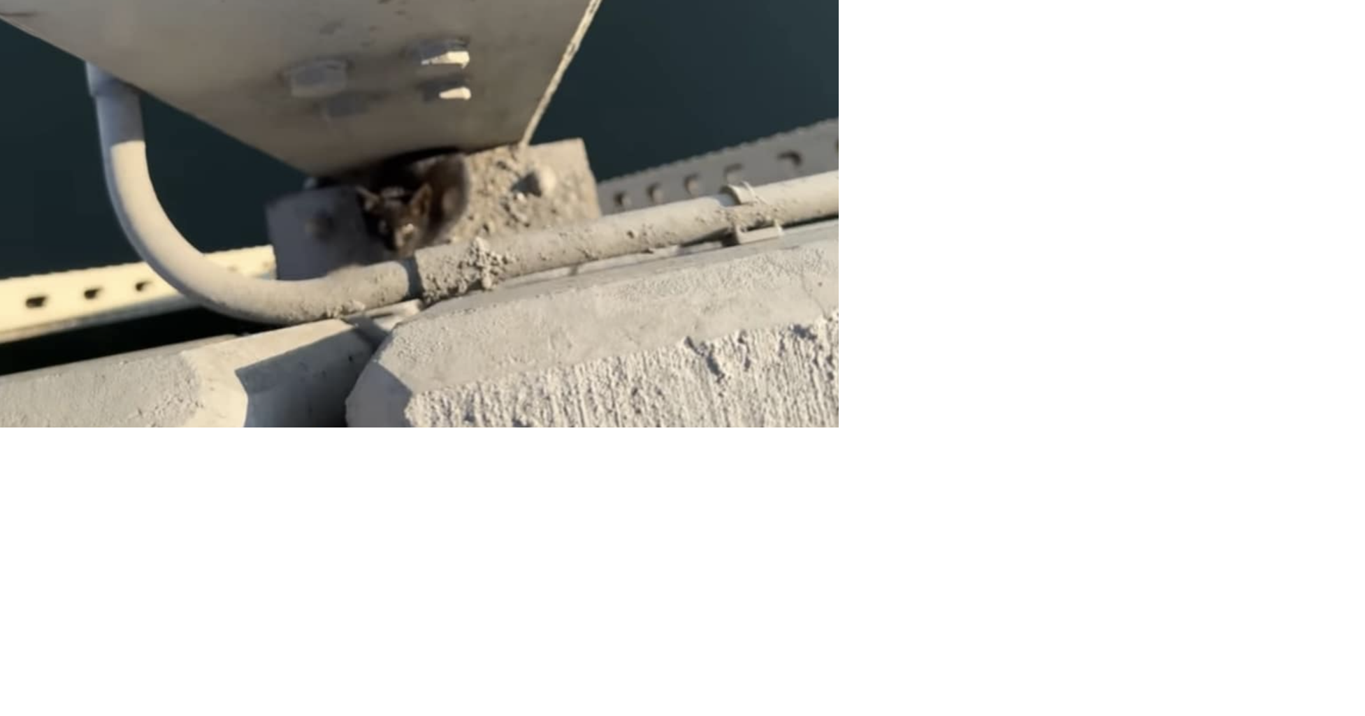 Humane Society Clarifies Kitten Rescue on Wenatchee Bridge | Columbia ...