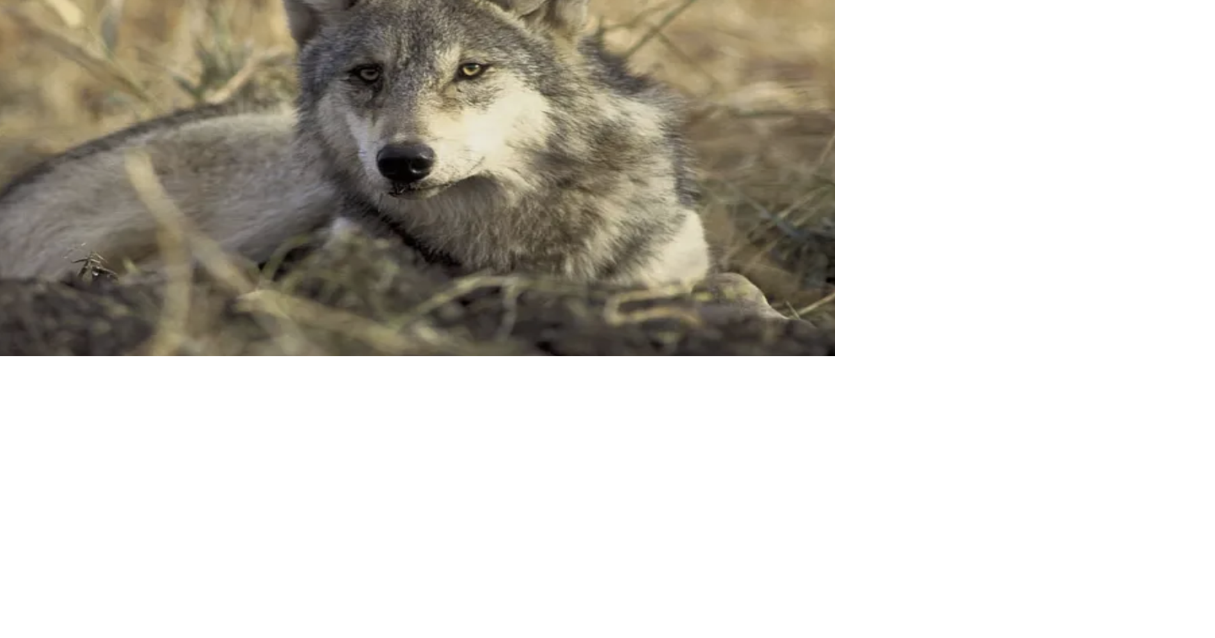 Washington wolf population surges in 2025, reaching highest levels on ...