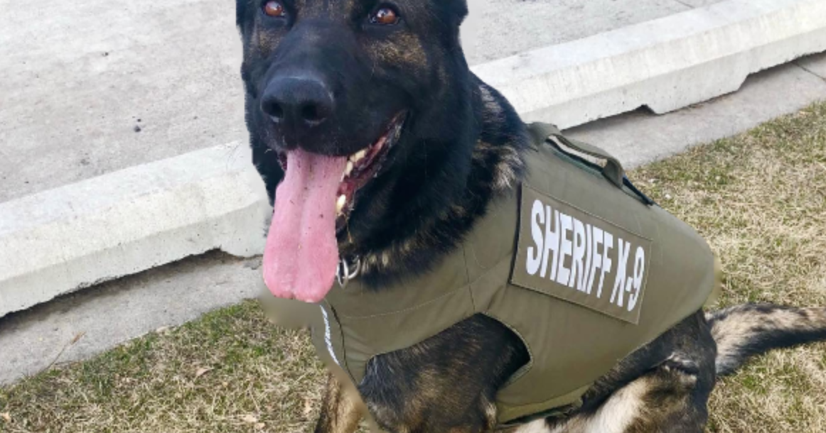 K9 Zedd Nabs Domestic Violence Suspect in Moses Lake | Columbia Basin ...