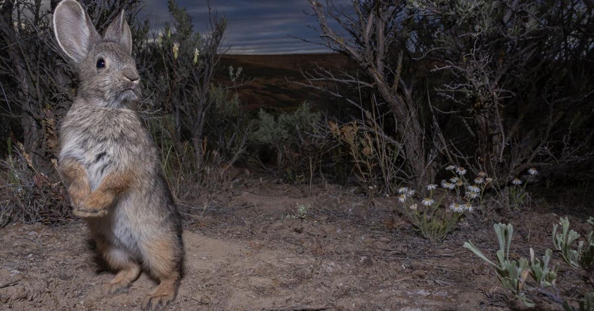 WDFW use drones for pygmy rabbit habitats in Grant, Douglas | Columbia ...