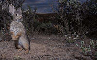 WDFW use drones for pygmy rabbit habitats in Grant, Douglas | Columbia ...