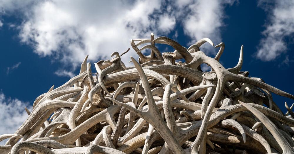 Man Sentenced in Kittitas County for Illegal Elk Trafficking Scheme in Ellensburg