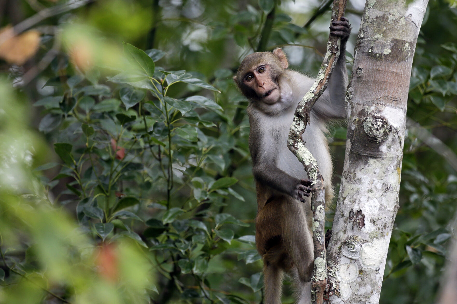 24 More Monkeys That Escaped From A South Carolina Lab Are Recovered ...