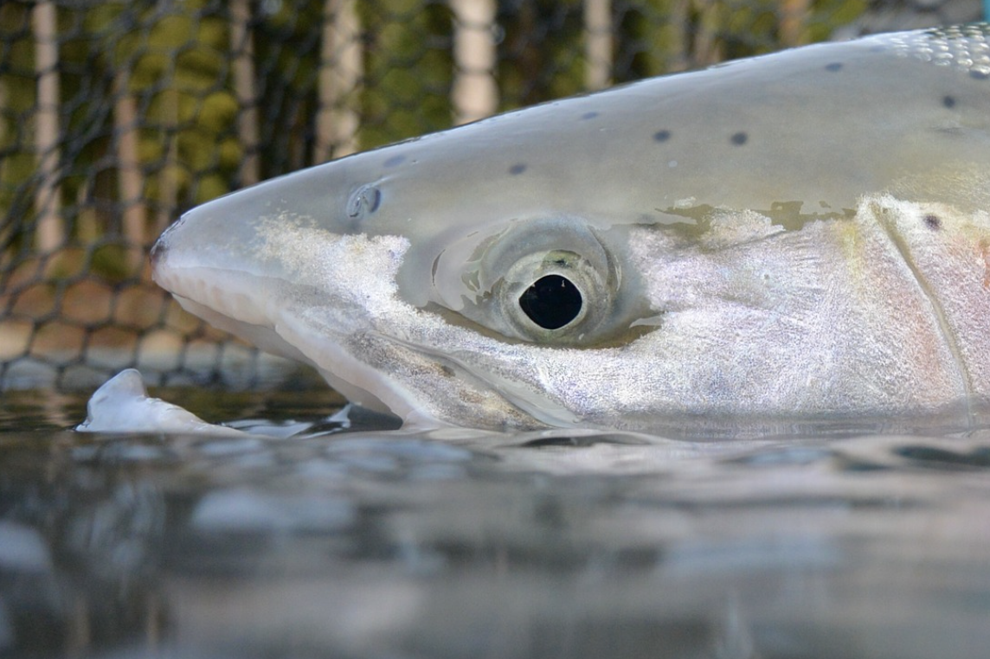 $3.8M Awarded for Habitat Restoration in Teanaway, Upper Columbia, and Wenatchee Regions