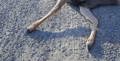 Airborne deer crashes through windshield, critical injury | Columbia