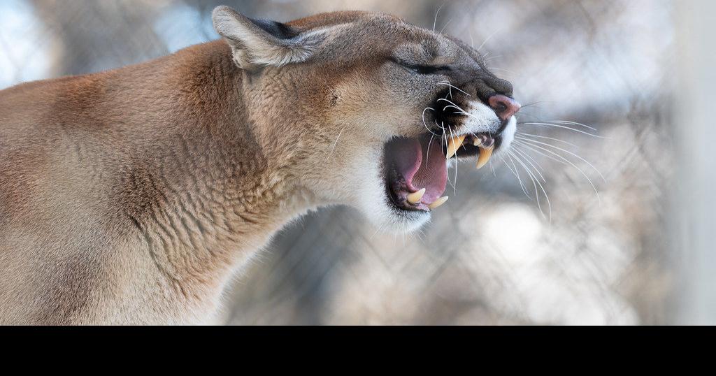 Se informa que un Puma fue visto cerca de Soap Lake | ESPAÑOL yoursourceone.com