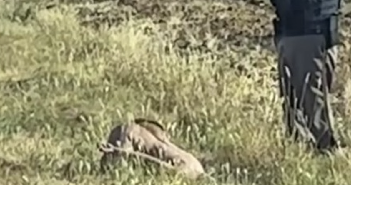 Sex doll mistaken as dead body near Warden | Columbia Basin