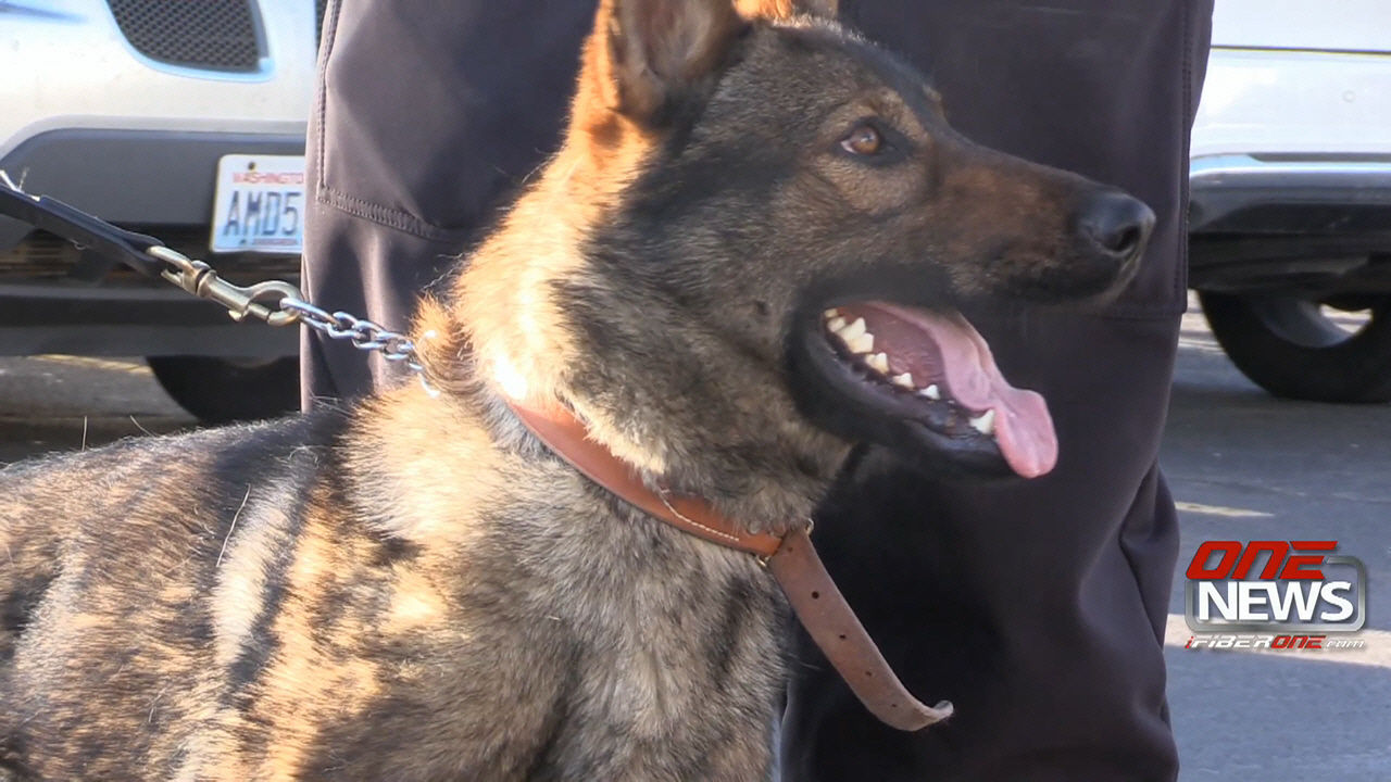 Meet Chief the Moses Lake Police Department s first K9 Columbia