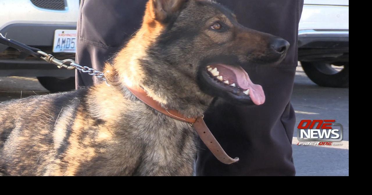 Meet Chief, the Moses Lake Police Department's first K9 | Columbia ...