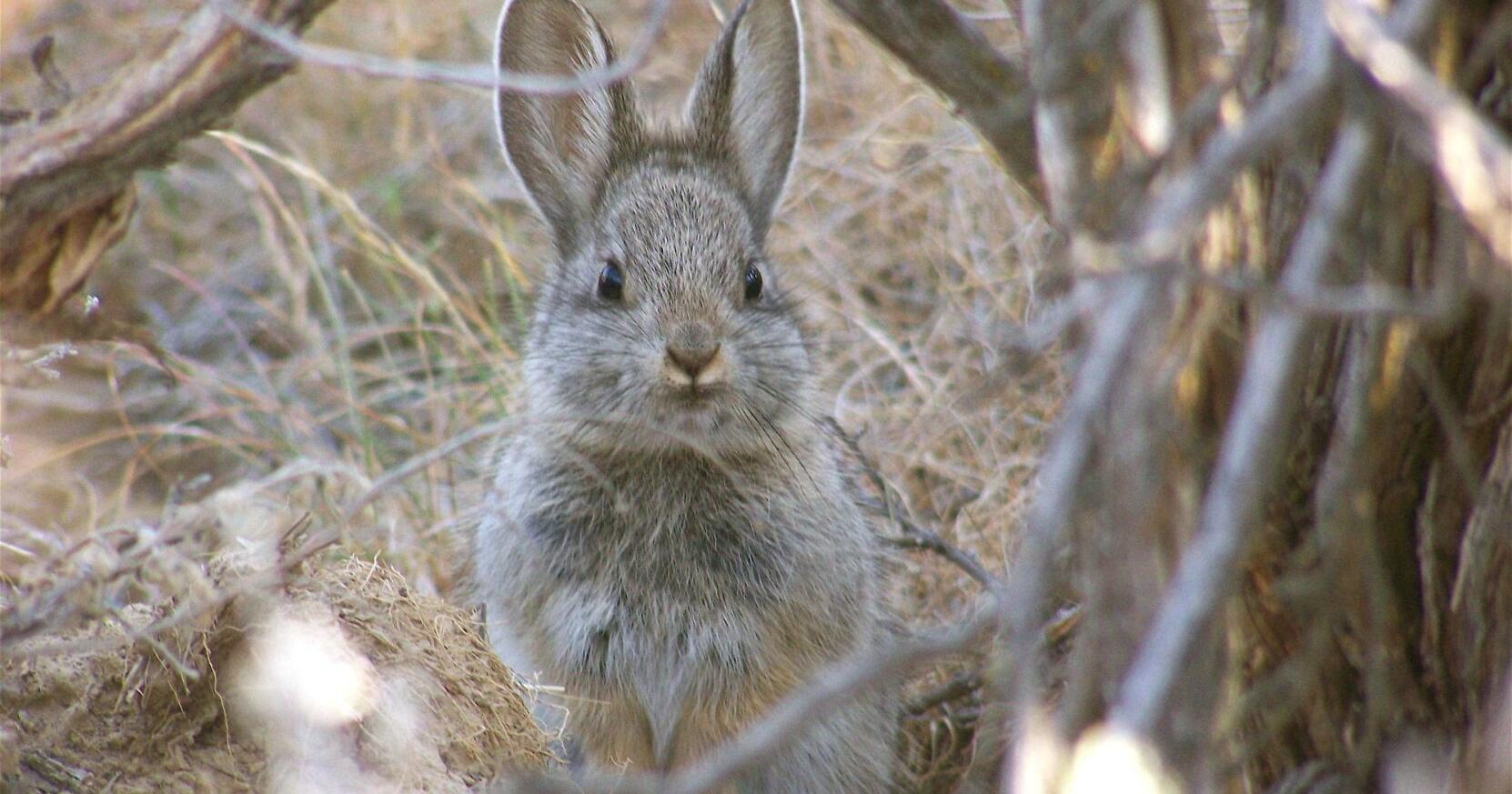 WA Seeks Public Input on Columbia Basin Pygmy Rabbit Status | Columbia Basin - Vimarsana News