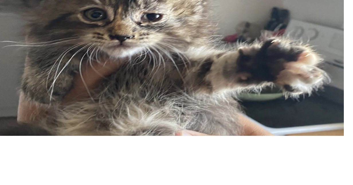 Kitten Rescued from Tied Bag in Soap Lake Dumpster | Columbia Basin ...