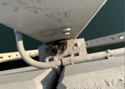 Woman rescues stranded kitten from Wenatchee bridge | Columbia Basin ...