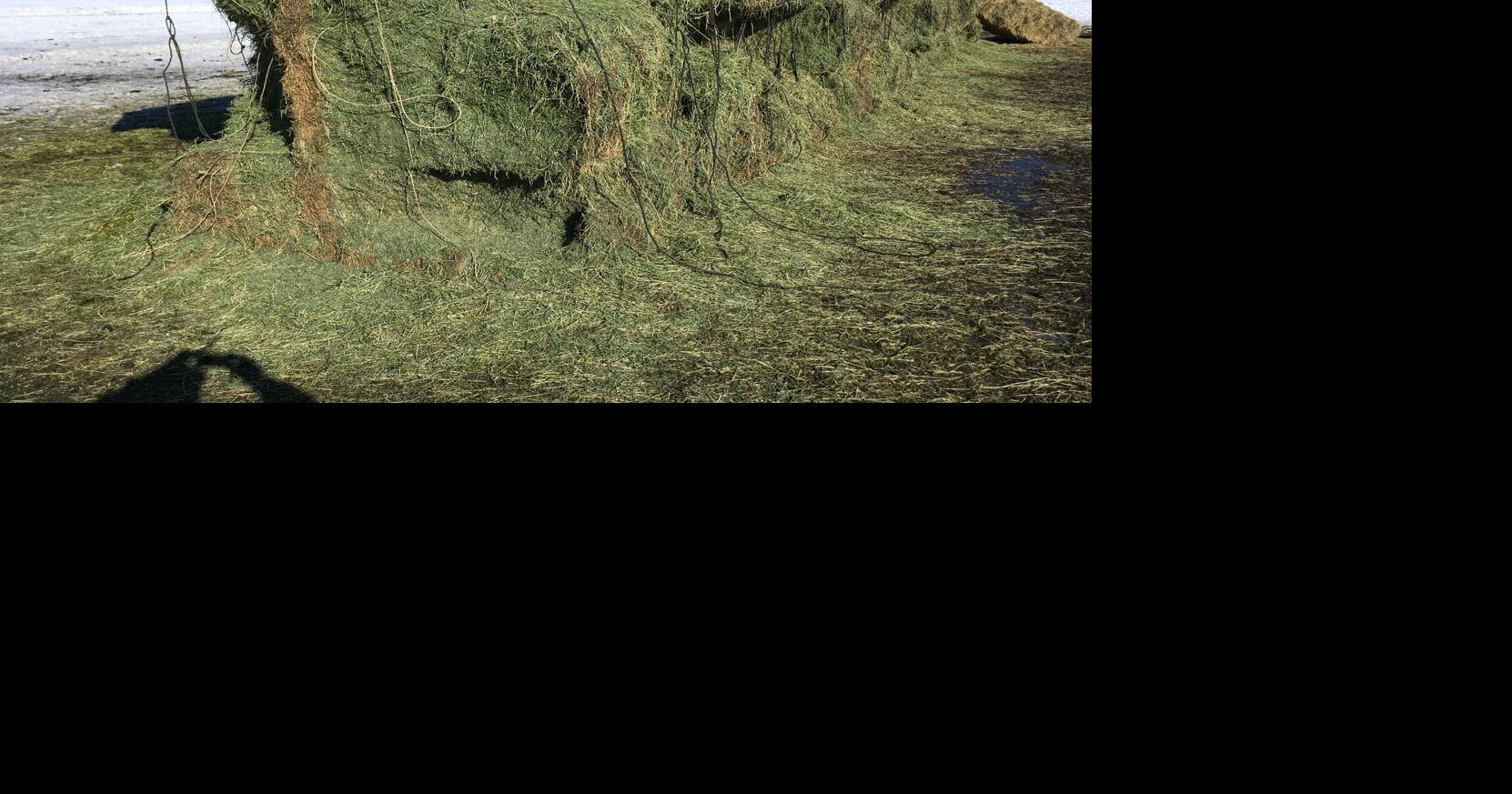 Moses Lake tarp company acknowledges issue of elk eating farmers