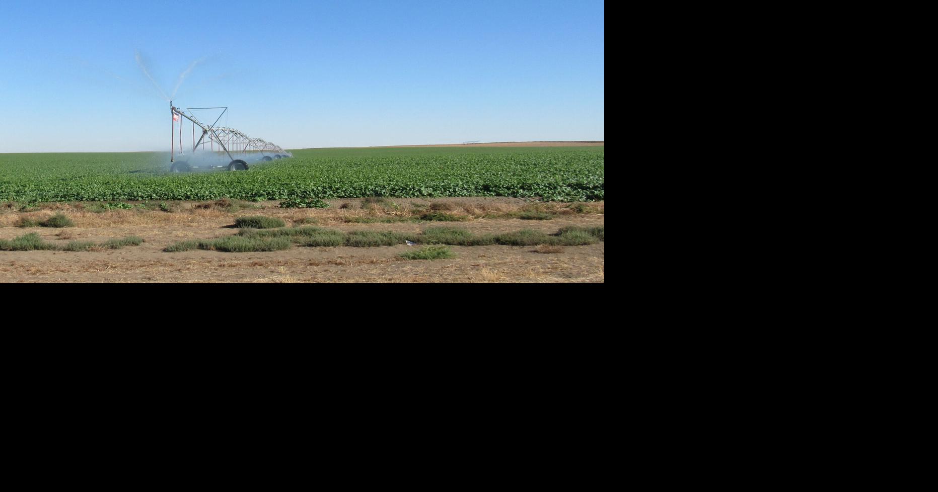 Farmer affiliated with Washington Potato Company operation in Warden