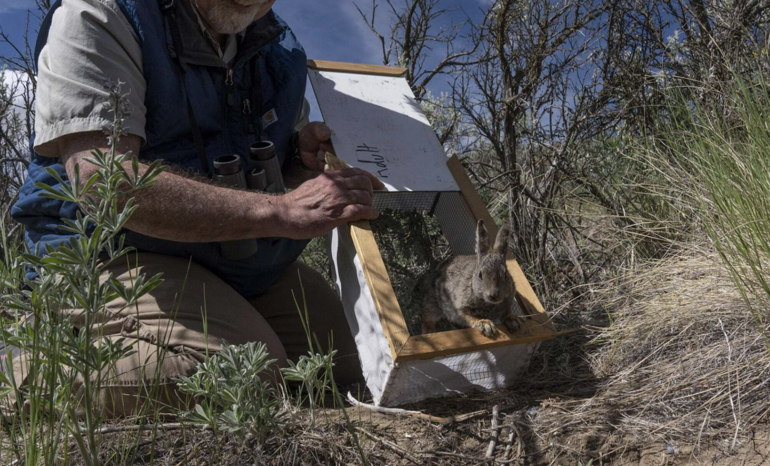 Pygmy Rabbit Community State Acquires Beezley Hills to Protect Pygmy Rabbits | Columbia Basin ...