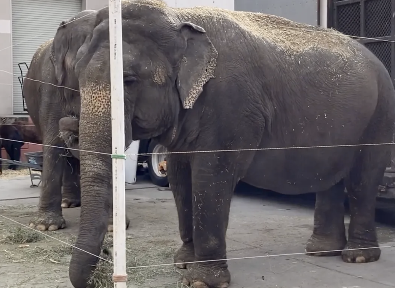 Petition to end circus animal acts in Wenatchee materializes Columbia