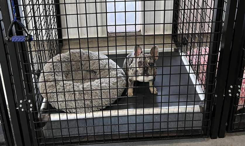 Moses Lake's Country Kennels guarantees 'peace of mind' for pet owners