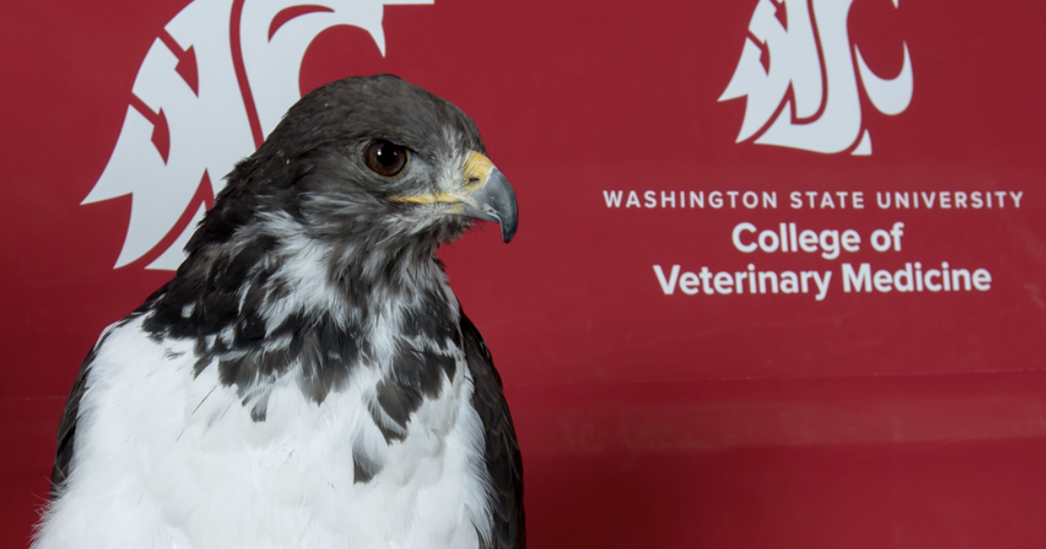 Seahawks mascot declared healthy ahead of Super Bowl after surgery at WSU
