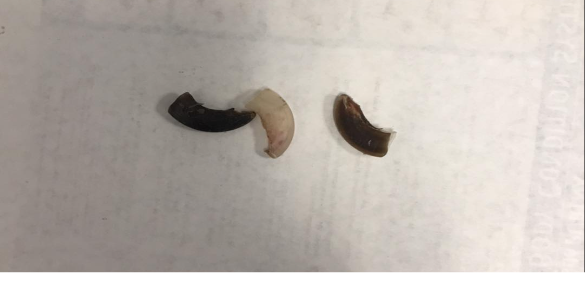Panicked dog at Quincy Shelter declawed during fireworks | Columbia Basin
