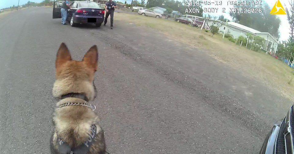 Moses Lake police K9 Chief picks up assist during first day on patrol ...