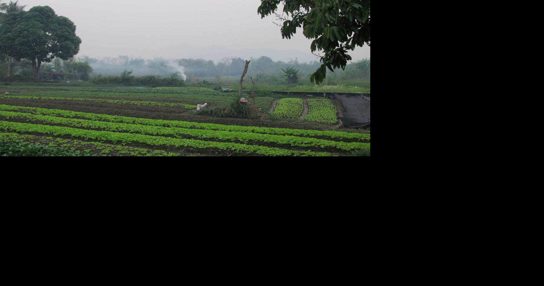 Laos Wasp Sting Deaths