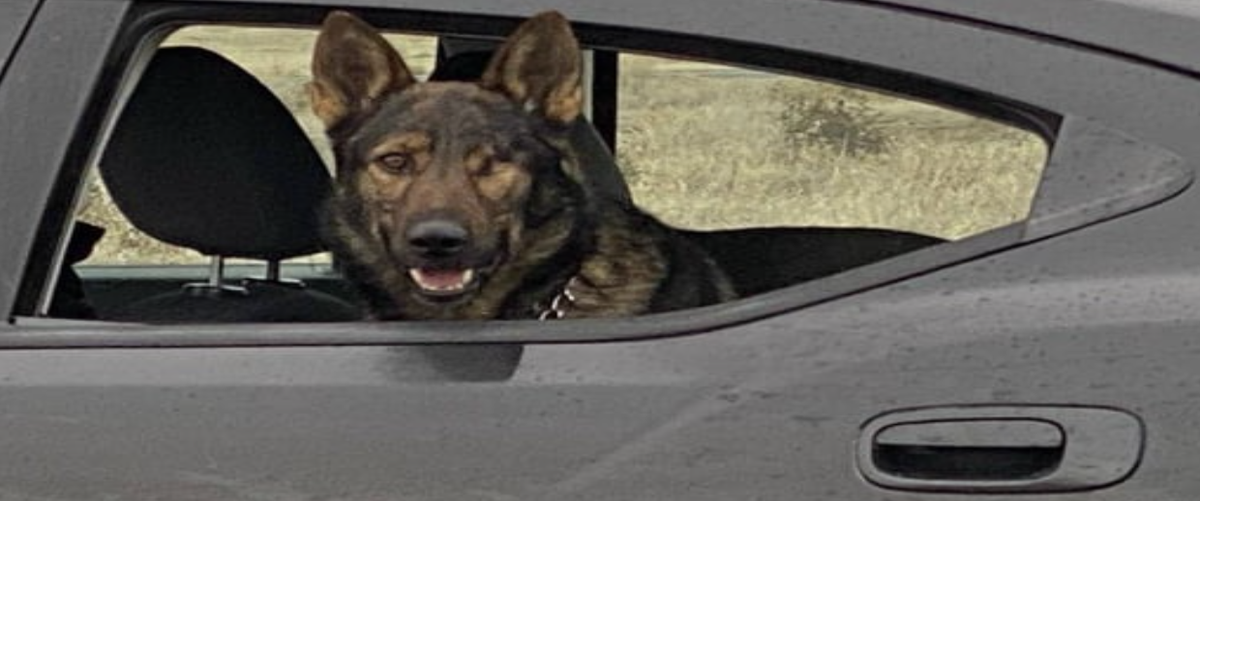 K-9 Subdues Aggressive Robbery Suspect at Moses Lake Home | Columbia ...