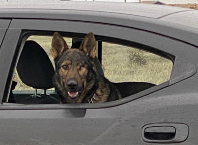K-9 Subdues Aggressive Robbery Suspect at Moses Lake Home | Columbia ...