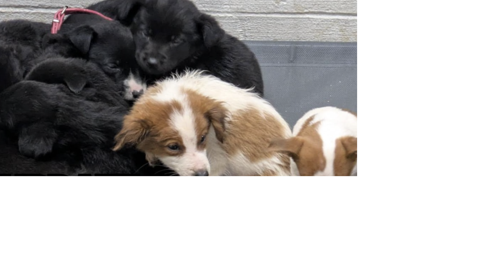 21 neglected dogs saved from fire in Omak now cared for | Columbia ...