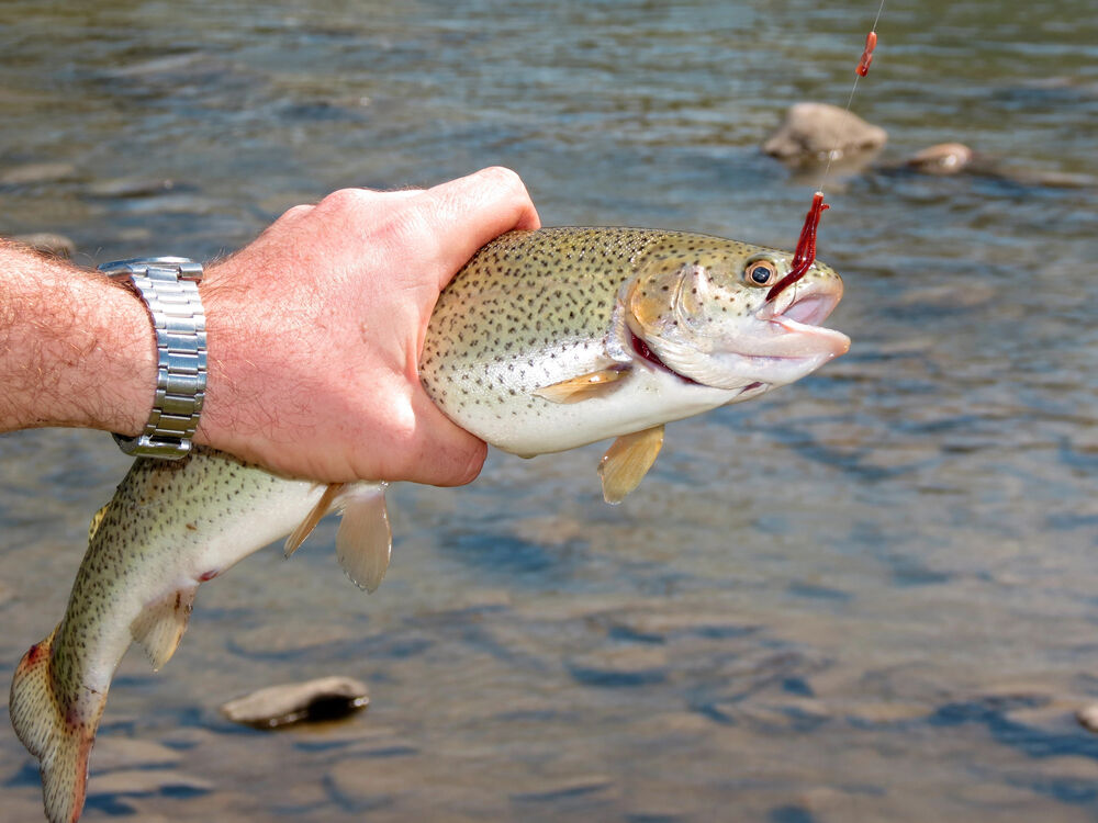 Ponds, small lakes offer advantages for trout anglers