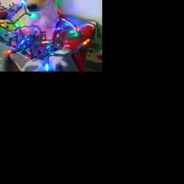 Humane Society announces challenge gift