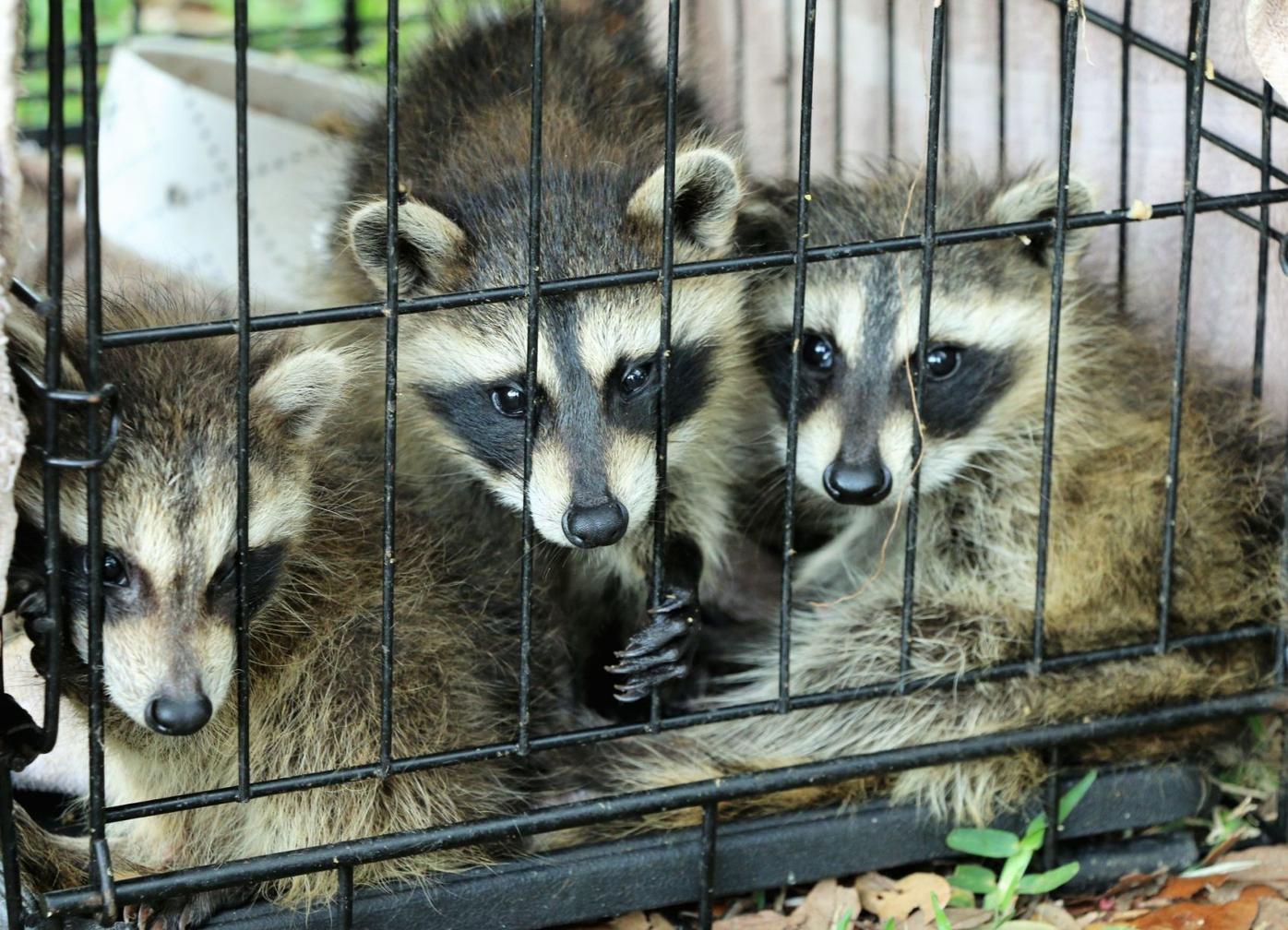 You Love Animals You Love People Who Help Animals Combine For 1 Story Columnists Yoursun Com