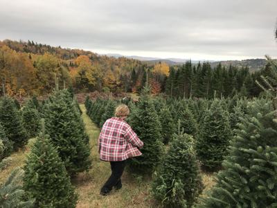 Lemon Bay Christmas Trees Are Here News Yoursun Com