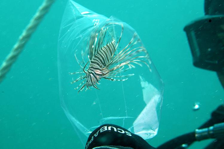 Stepping up thewar on lionfish, News Archives