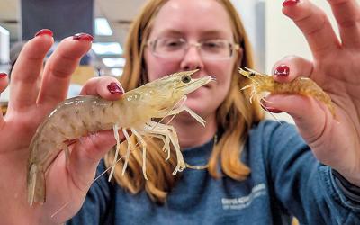 Shrimp: The anytime bait, Waterline