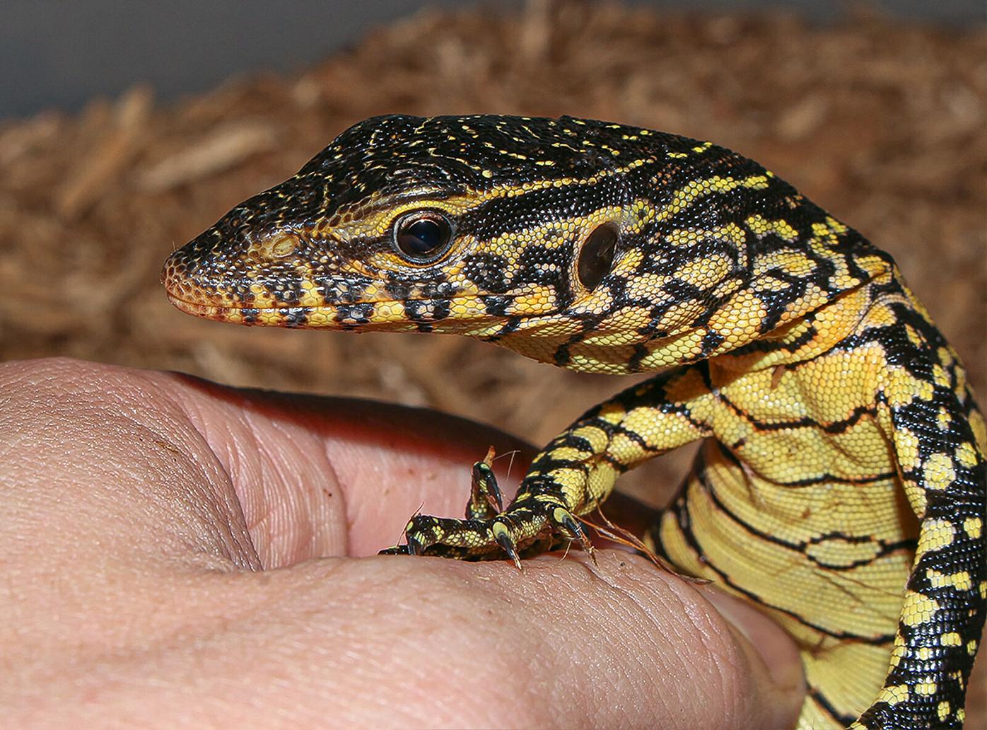 Big lizard in my backyard | Waterline | yoursun.com