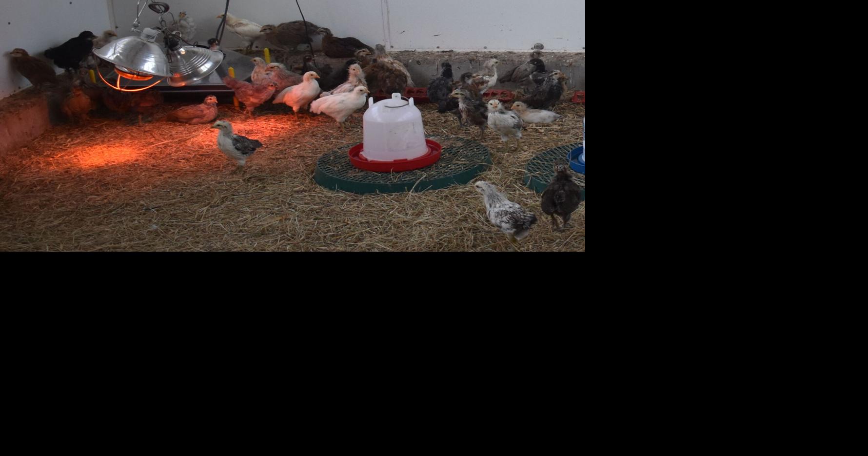 Chickens help protect residents from mosquito diseases Port Charlotte