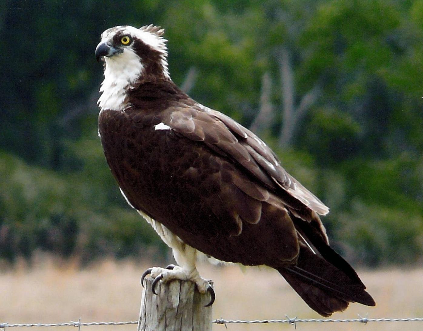 Florida Might Be 1 For Osprey Nests Newsarchives Yoursun Com