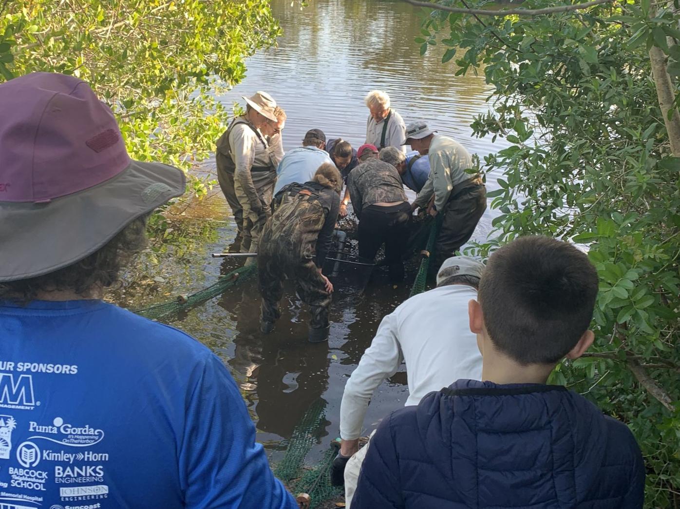 Baby tarpon nurtured at Wildflower Englewood Sun