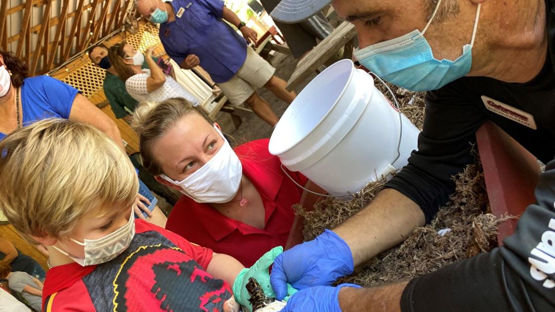 17th Annual Alligator Hatching Festival Runs Through Aug 30 Let S Go Yoursun Com