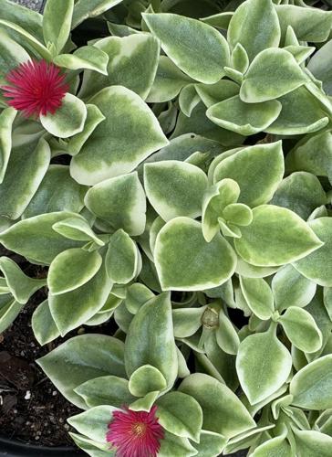 COLUMN: For your groundcover consideration - the baby sun rose