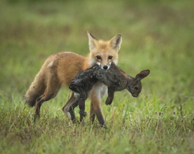 Bunnies are a sign of spring | News Archives | yoursun.com