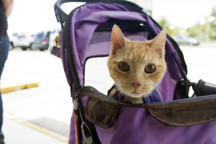 Hope comes to Cats N Dogs News Archives