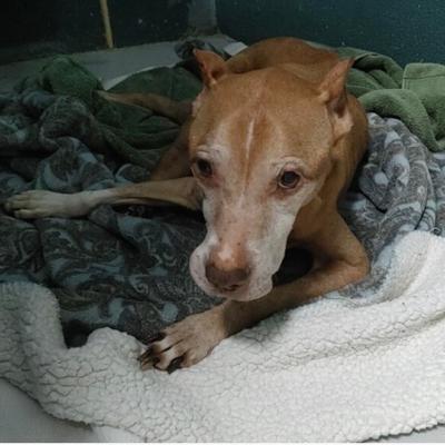Senior dog rescued in Arcadia
