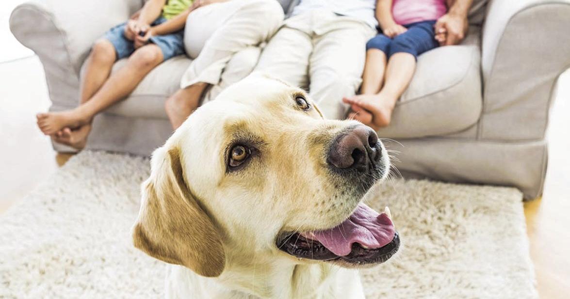 Is That A Real Service Dog Newsarchives Yoursun is-that-a-real-service-dog-newsarchives-yoursun