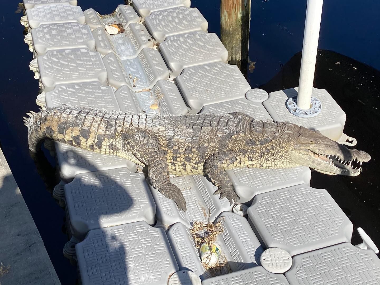 29 foot croc in maine