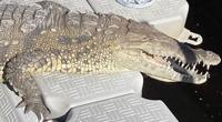 Punta Gorda crocodile