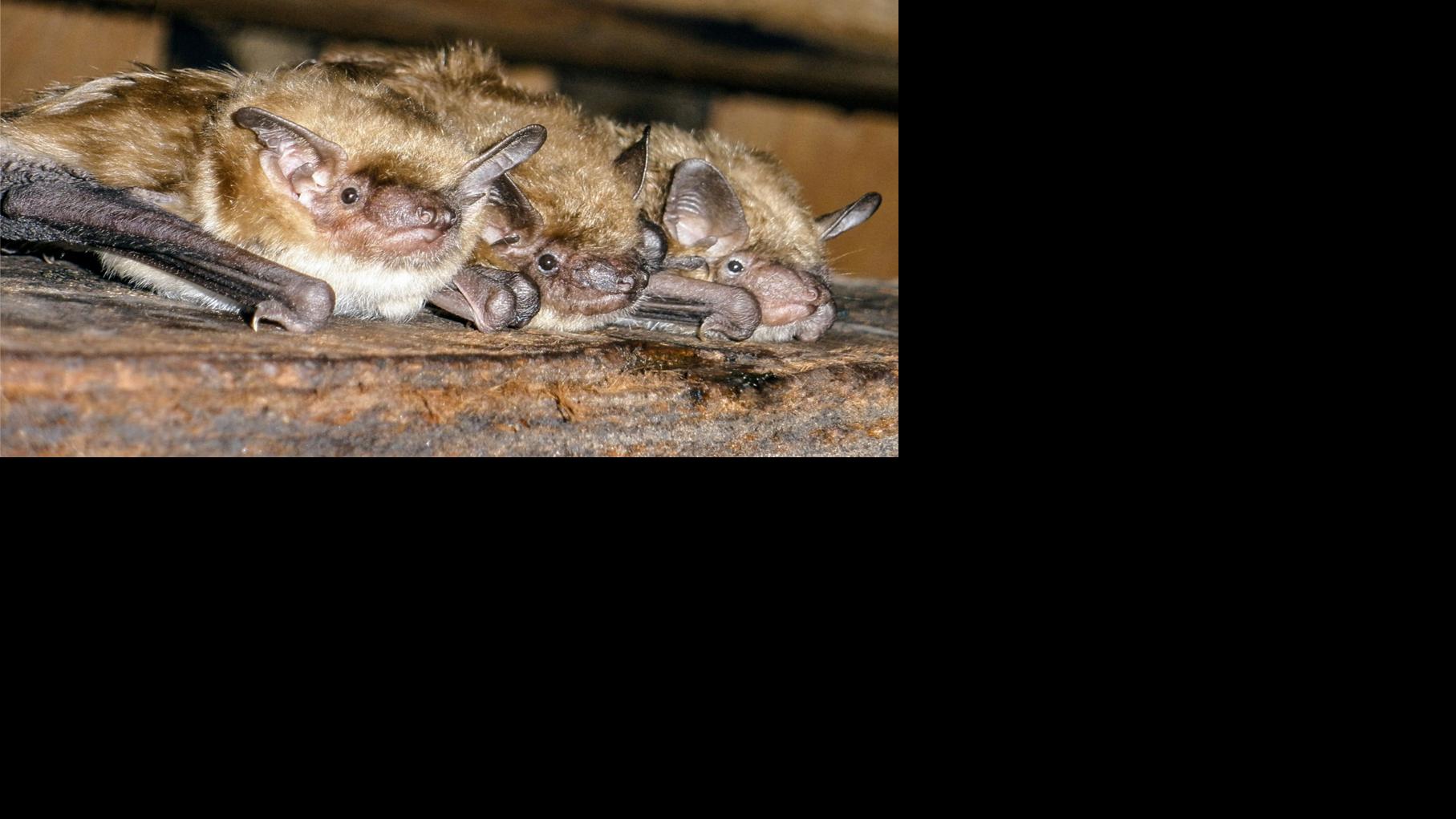 Bats in your belfry Waterline